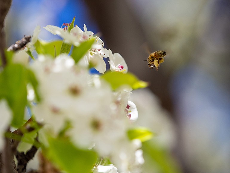 The UN Decade of Ecosystem Restoration designation is intended to raise awareness of the importance of protecting and reviving ecosystems around the world for insects, plants animals and all other forms of life on the planet. 