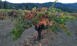 UBC hosts international event to discuss climate change and the wine industry