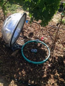 Wood mulch can help in climate change fight
