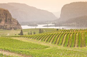 UBC researchers map smoke taint in wine grapes